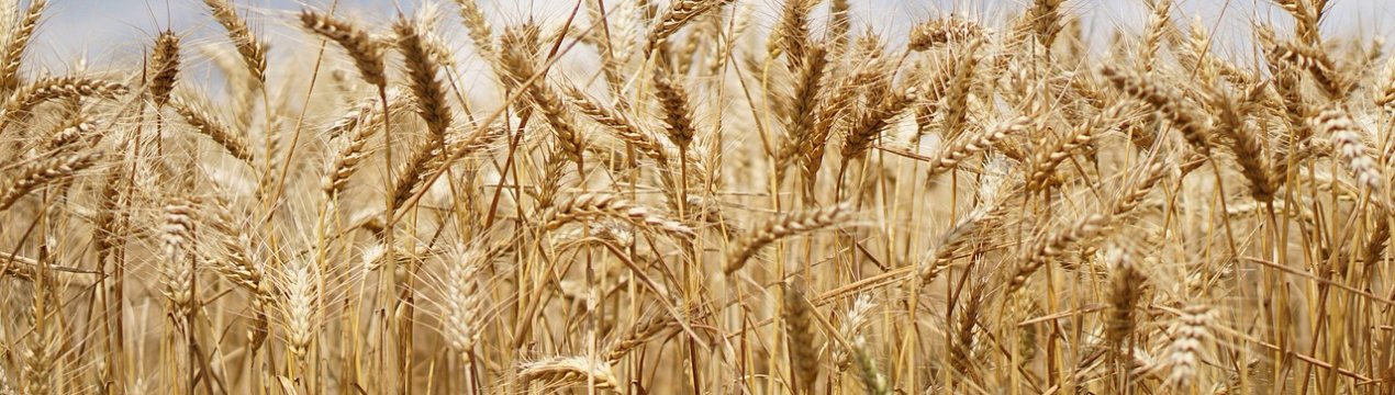 Опис і характеристики одеської озимої пшениці Вікторія 11