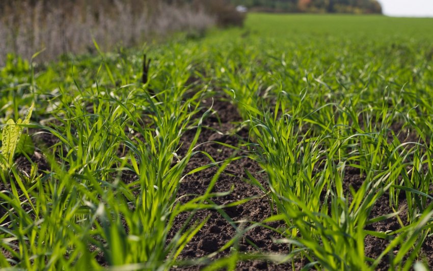 Посіви пшениці Вікторія 11 Посіви пшениці Вікторія 11