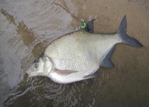 Як виглядає солітерний лящ і чи можна їсти рибу зі стрічковим хробаком
