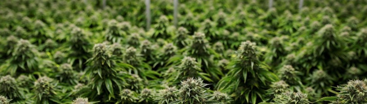 Іллінойс став 11-м штатом США, де дозволена продаж канабісу