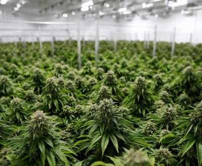 Іллінойс став 11-м штатом США, де дозволена продаж канабісу