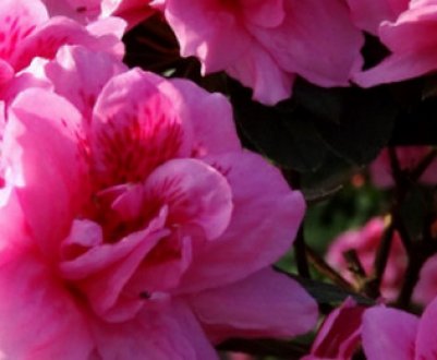 Азалія скидає листя: як лікувати рослина?