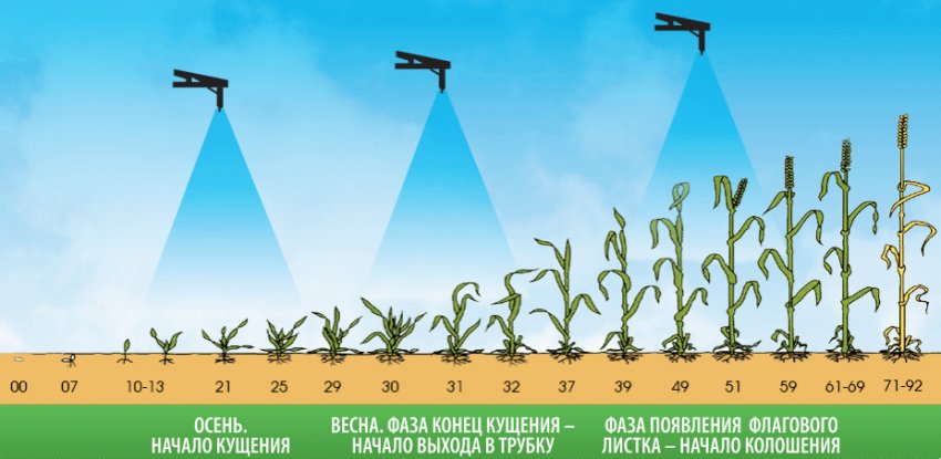 Удобрення пшениці Удобрення пшениці