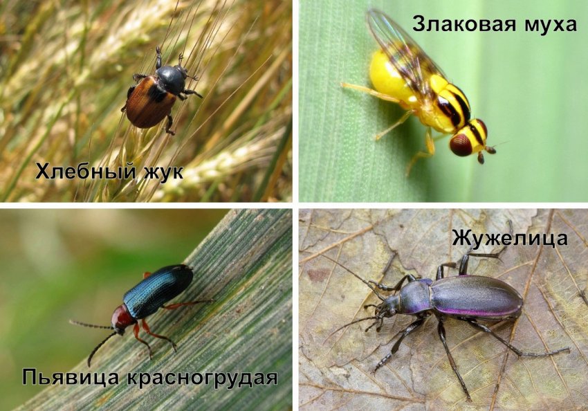 Шкідники пшениці Шкідники пшениці