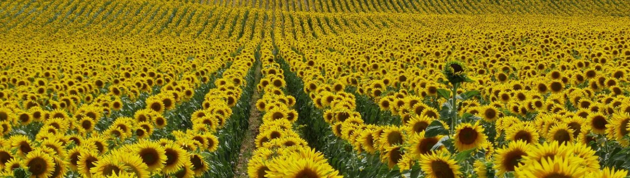 Китай погодився збільшити закупівлі соняшників
