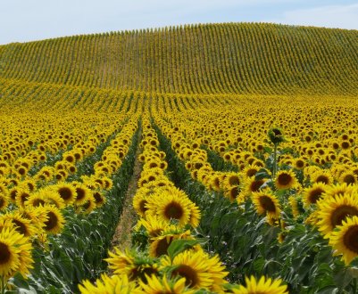 Китай погодився збільшити закупівлі соняшників
