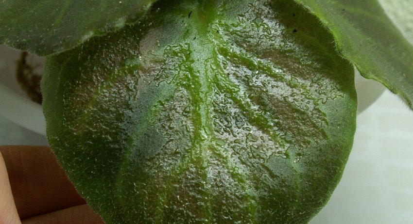 Плями на листках Плями на листках