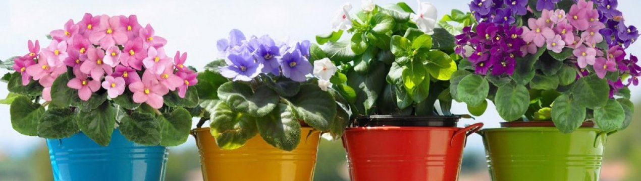 Як правильно вибрати горщики для фіалок і як доглядати за ними?