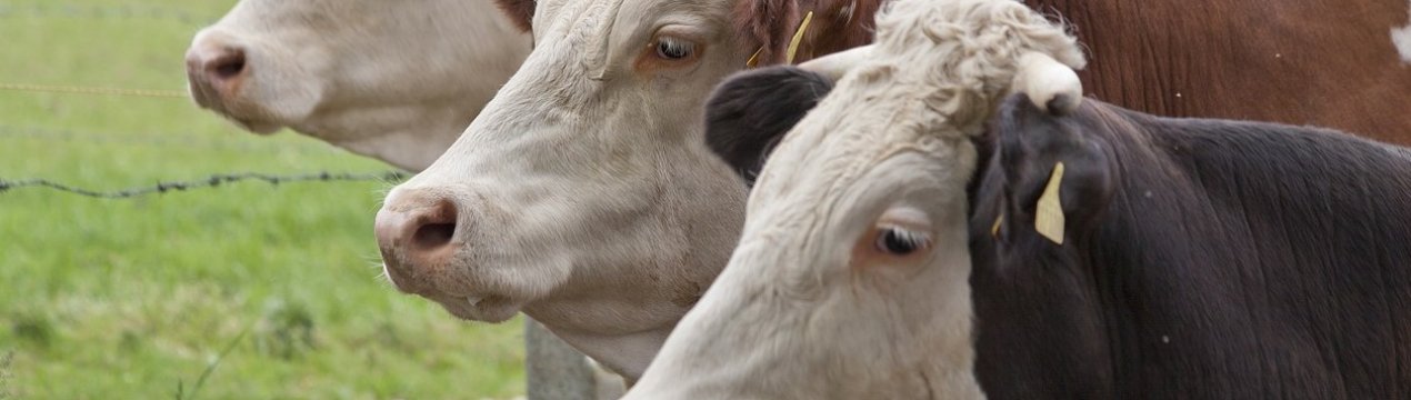 Як биків і телят в Айові продають — результати аукціону скотів Denison