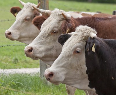 Як биків і телят в Айові продають — результати аукціону скотів Denison