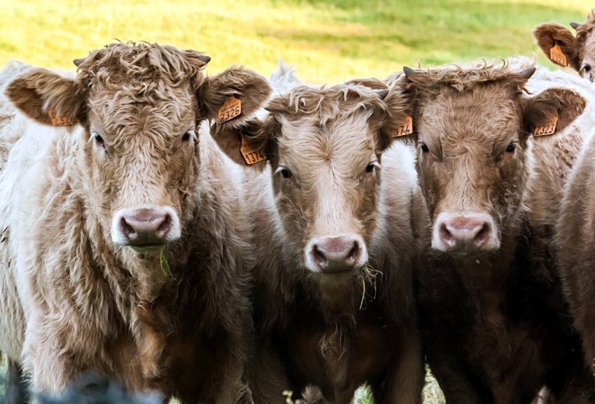 Як бичків і телят в Айові продають — результати аукціону скотіводів Денісона Як бичків і телят в Айові продають — результати аукціону скотіводів Денісона