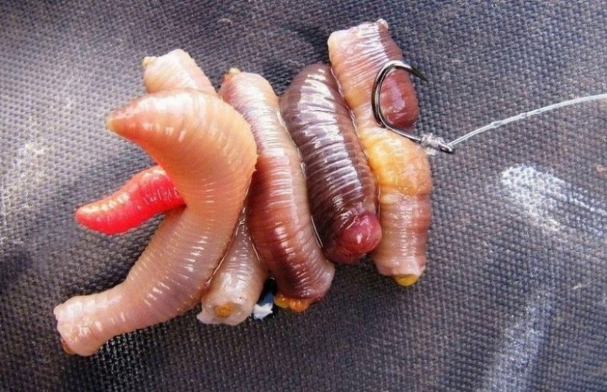 Приманка на карася у квітні Приманка на карася у квітні