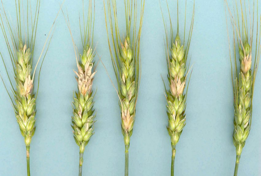 фузариоз колоса пшеницы фото