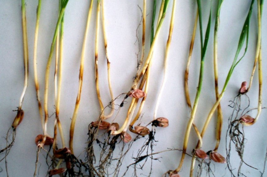 Коренева гниль пшениці