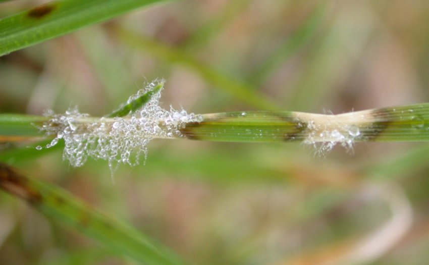 Склеротиніоз пшениці