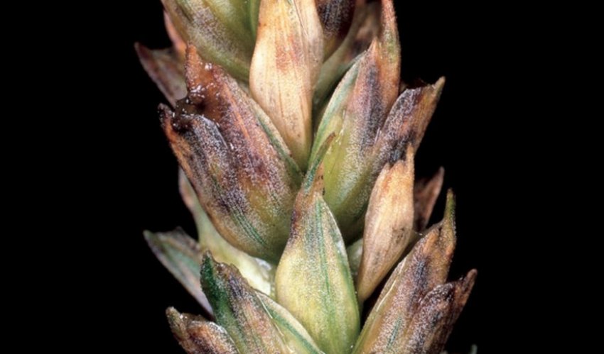 Септоріоз колоса