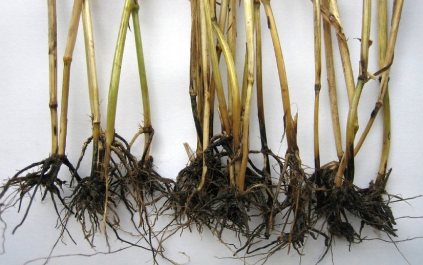 Гниль у пшениці