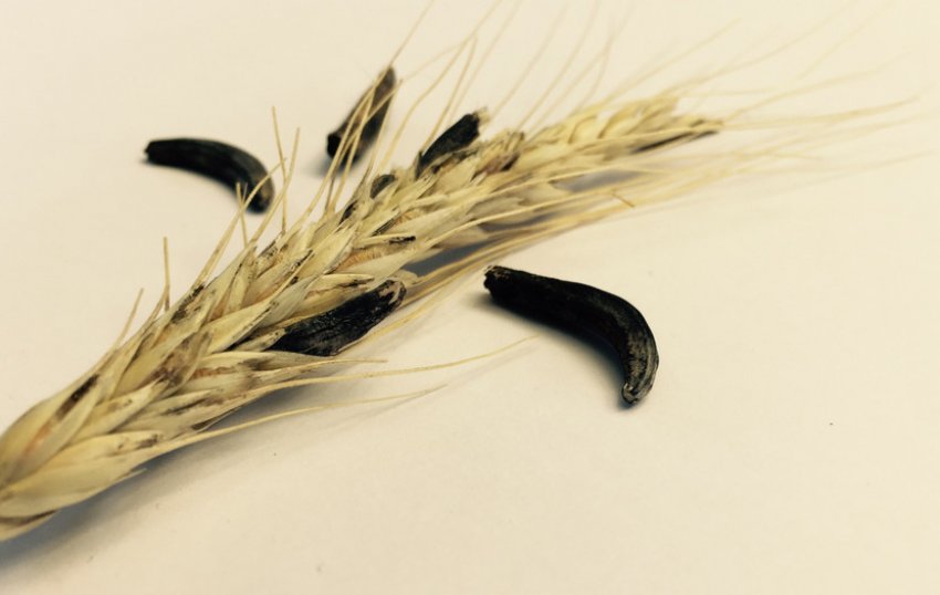 Ріжки пшениці