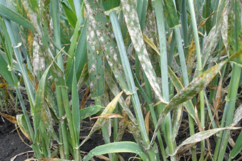 Борошниста роса пшениці