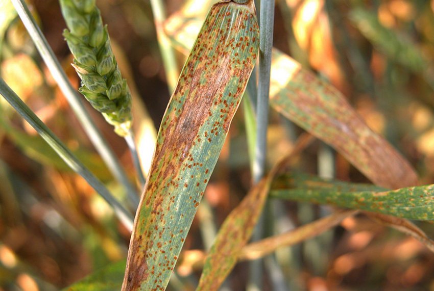 Іржа пшениці