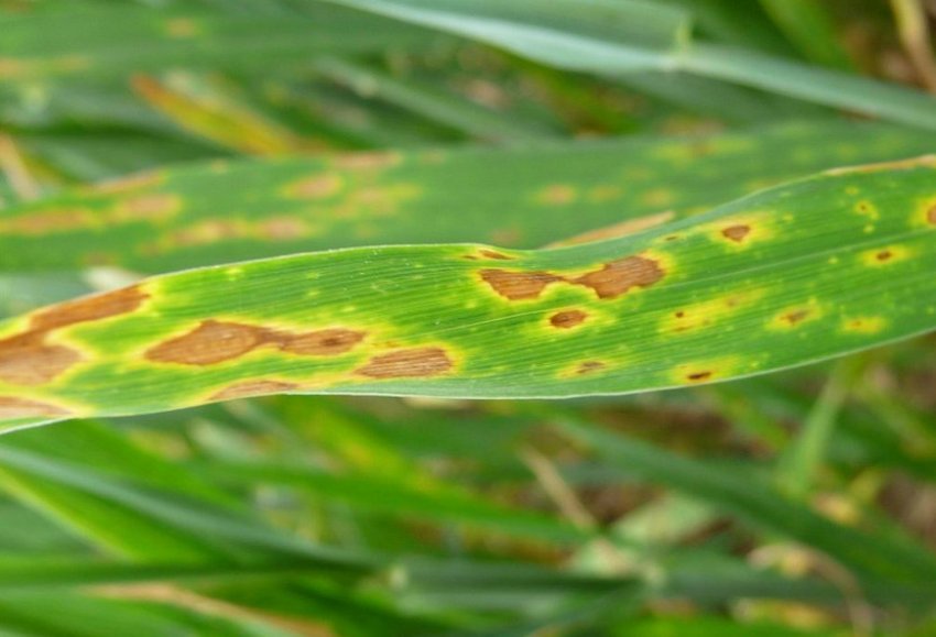 Плямистість пшениці