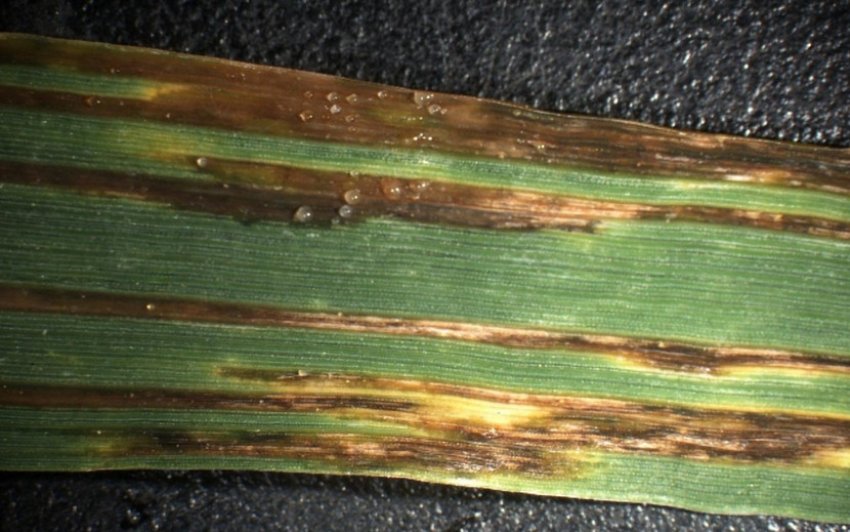 Смугастий бактеріоз пшениці