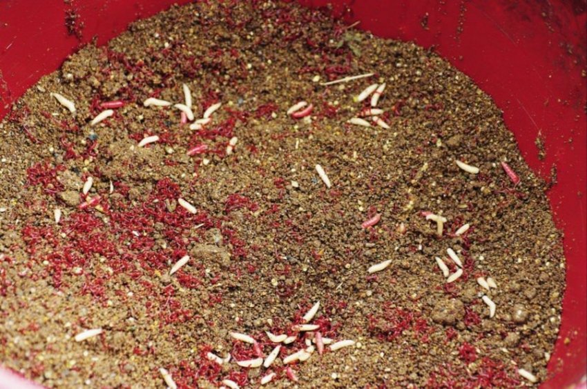 Підгодовування на осіннього ляща Підгодовування на осіннього ляща