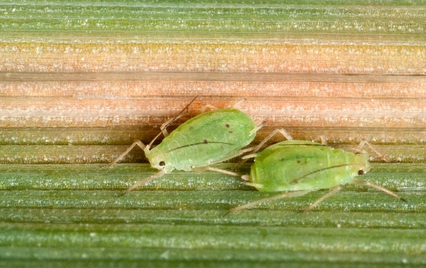 Злакова попелиця