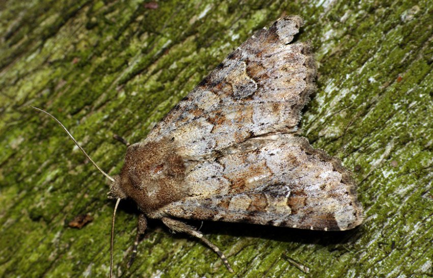 Совка зернова