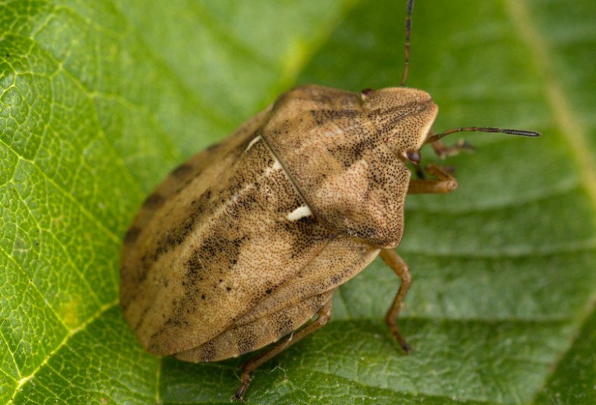 Клоп шкідлива черепашка