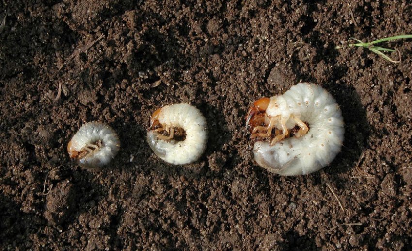 Личинки хрущів