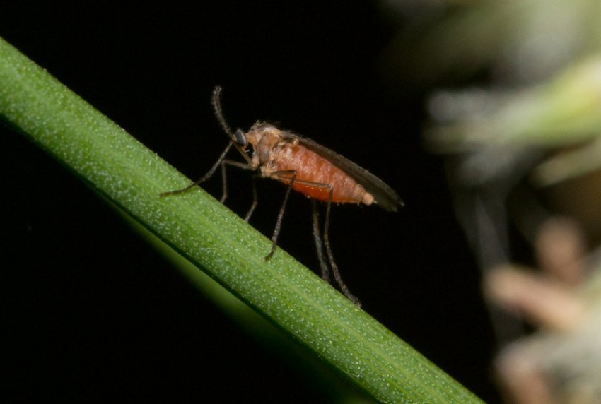 Гессенська муха