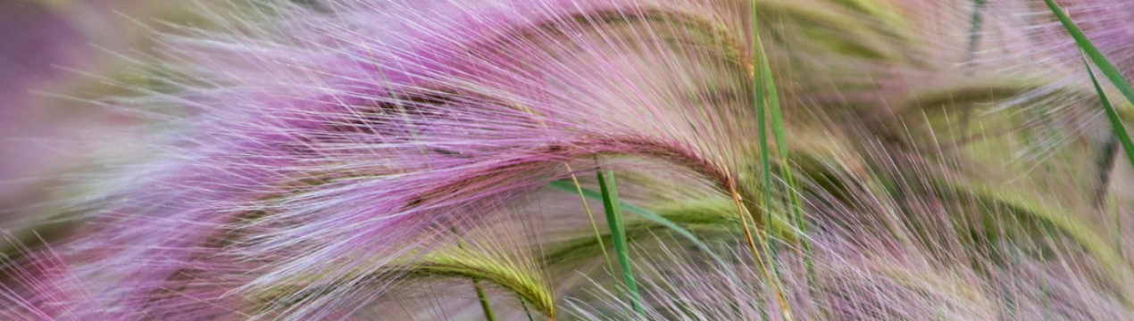 Вирощування та догляд за ячменем гривастим, його опис і застосування