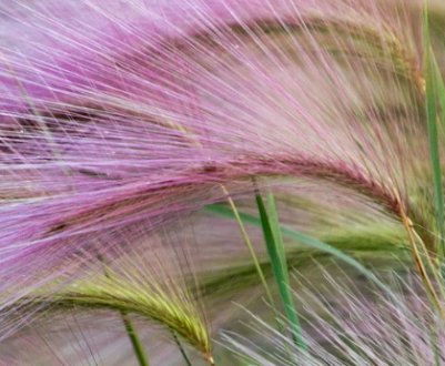 Вирощування та догляд за ячменем гривастим, його опис і застосування