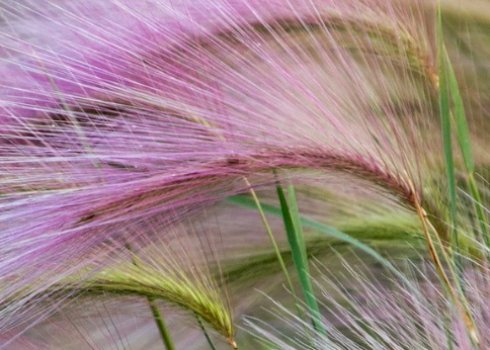 Вирощування та догляд за ячменем гривастим, його опис і застосування