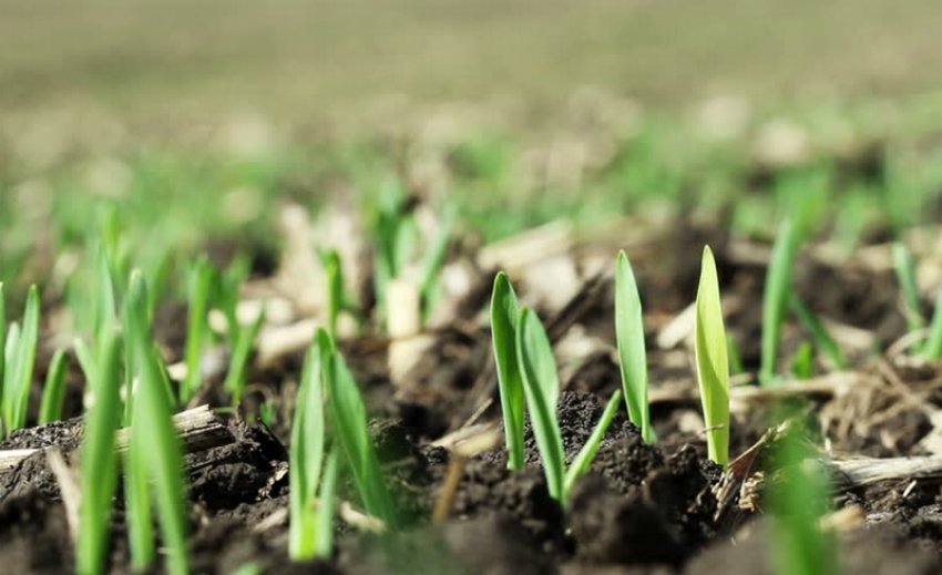 Сходи ячменю Сходи ячменю