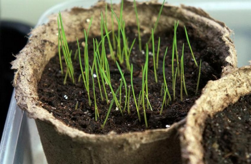 Сходи ячменю Сходи ячменю