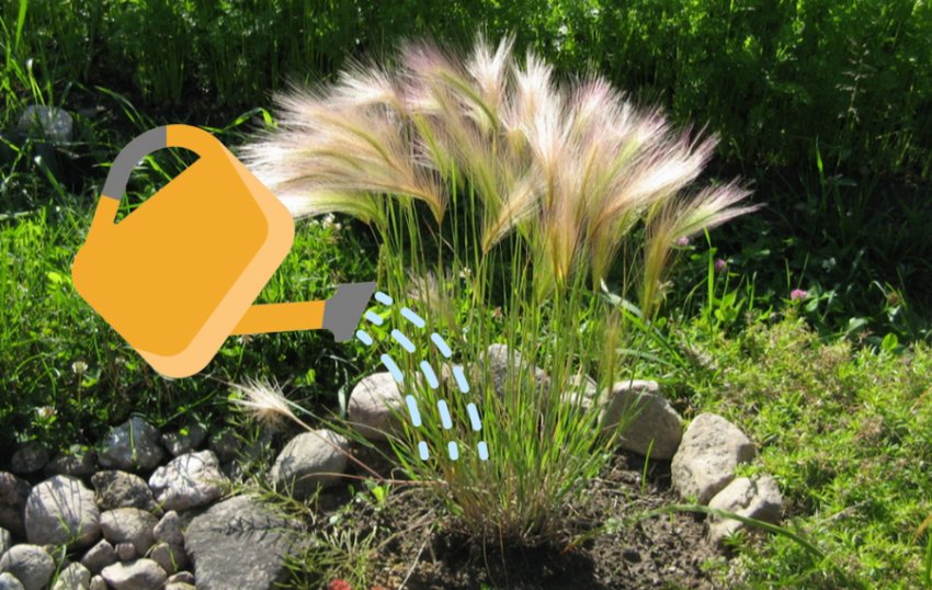 Полив ячменю Полив ячменю