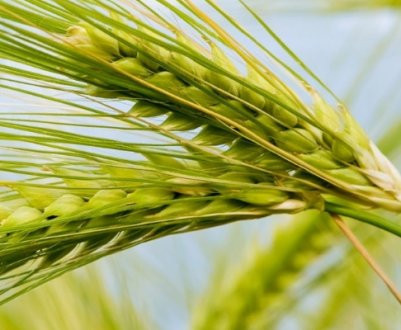 Особливості вегетаційного періоду озимої та ярої пшениці, фази розвитку рослини