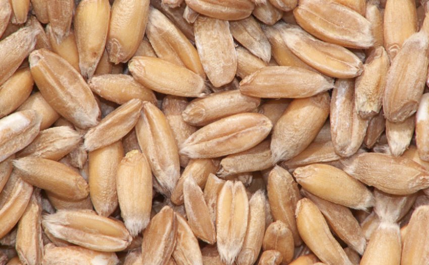 Зерна тритикале