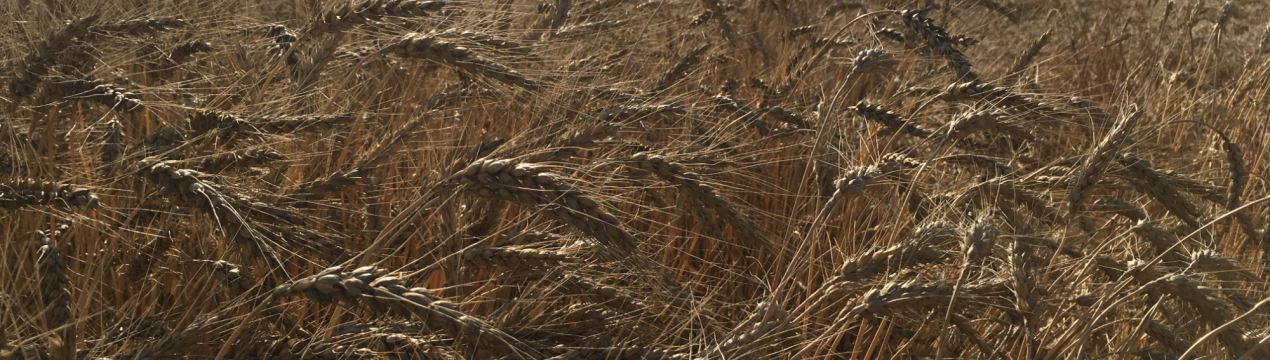 Опис і правила вирощування сорту озимої пшениці Московська 40