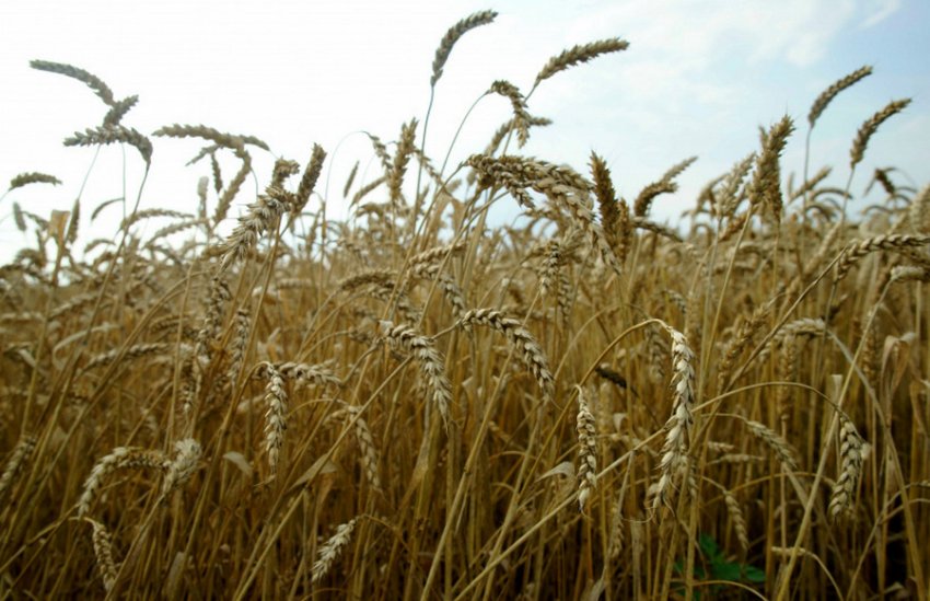 Пшениця Московська 40