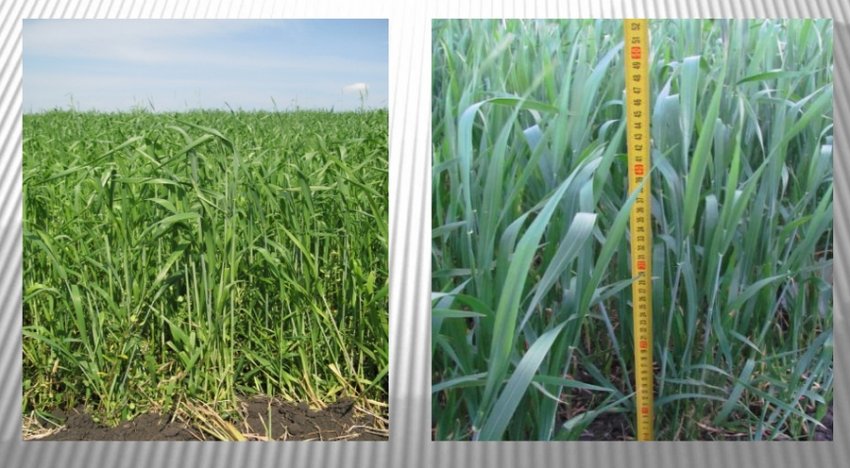 Вихід у трубку