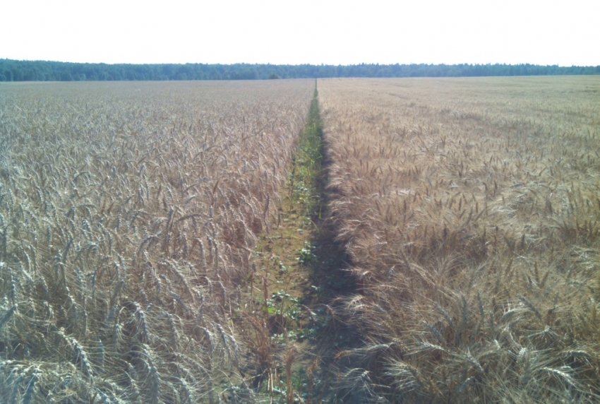 Озима пшениця Московська 40