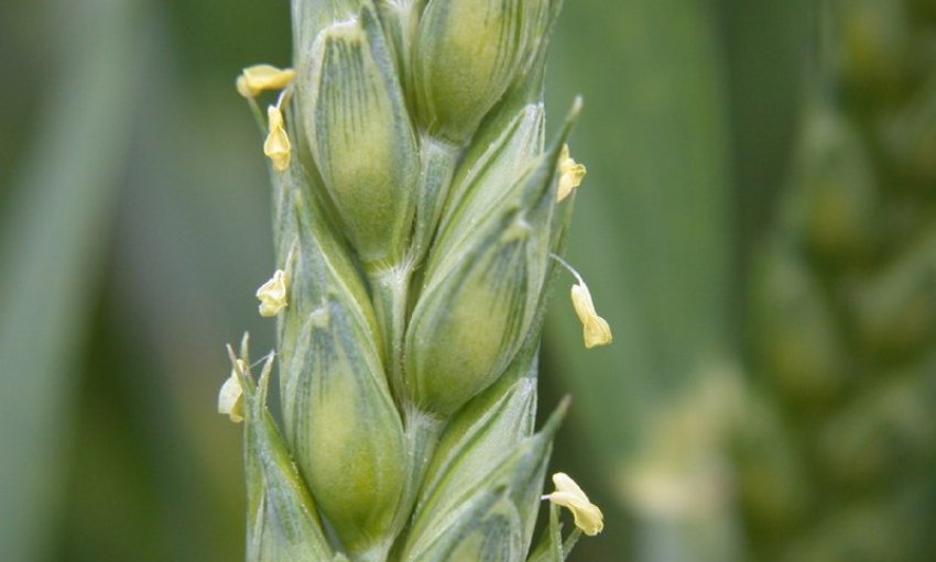 Цвітіння пшениці