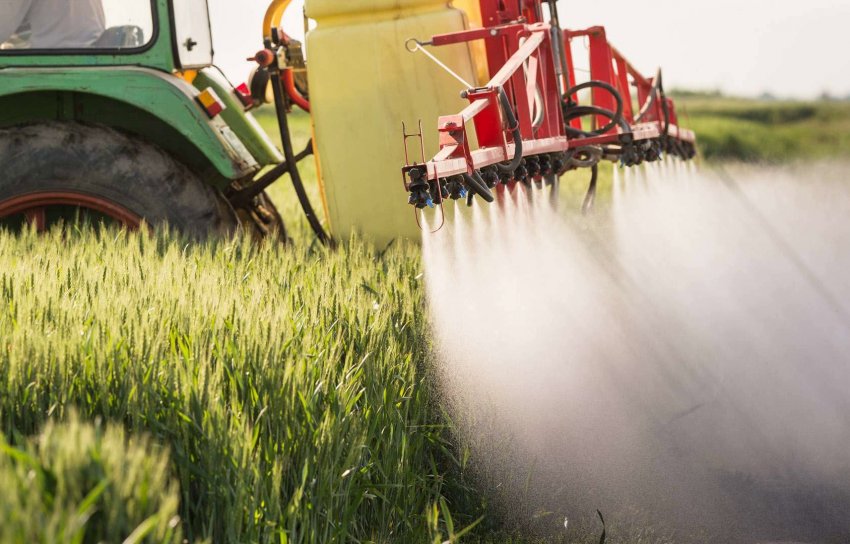 Обробка озимої пшениці