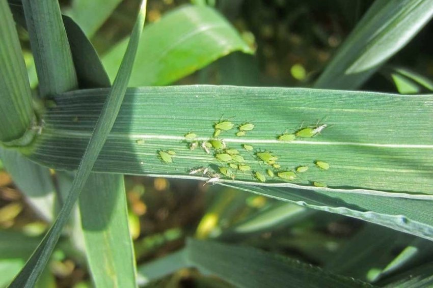 Попелиця на пшениці