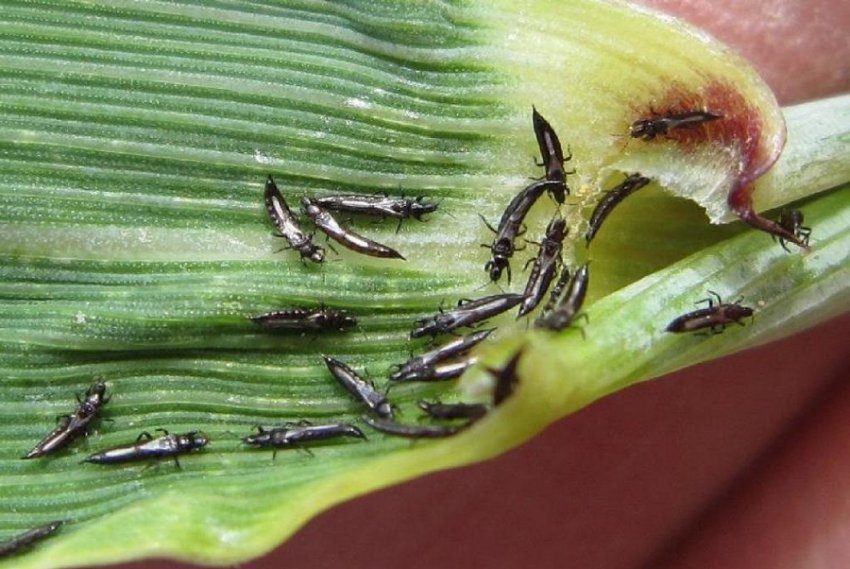 Пшеничні трипси