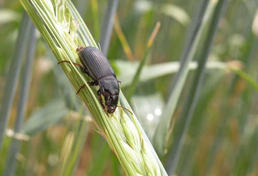 Хлібна жужелиця
