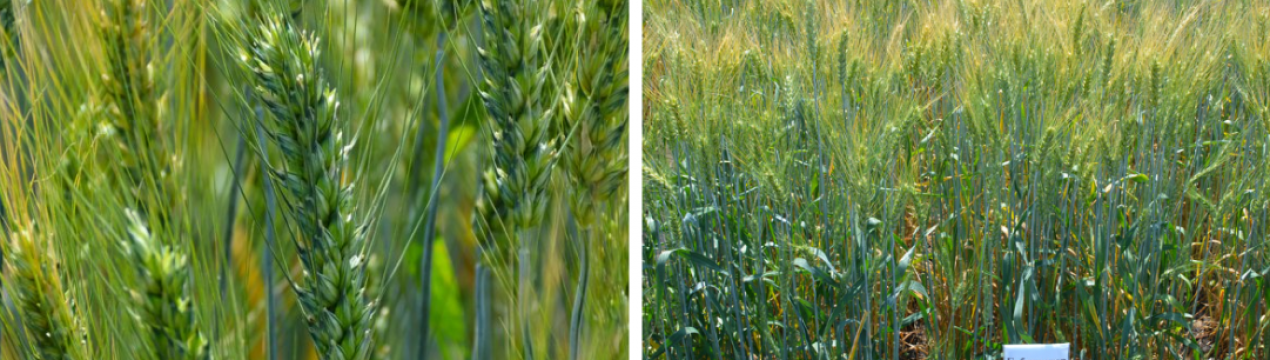 Сорт озимої пшениці Губернатор Дону